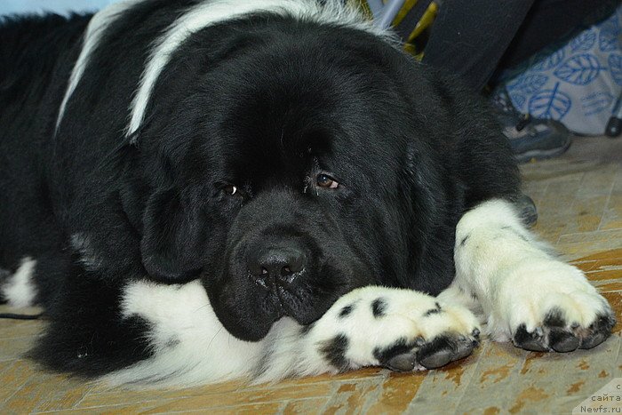 Фотография № 141461