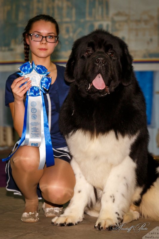 Фото: ньюфаундленд Super Bizon Zlatogor (Супер Бизон Златогор), Irina Verovenko (Ирина Веровенко)