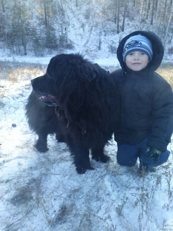 Фото: ньюфаундленд Soul of Rouz Arlin (Соул оф Роуз Арлин)