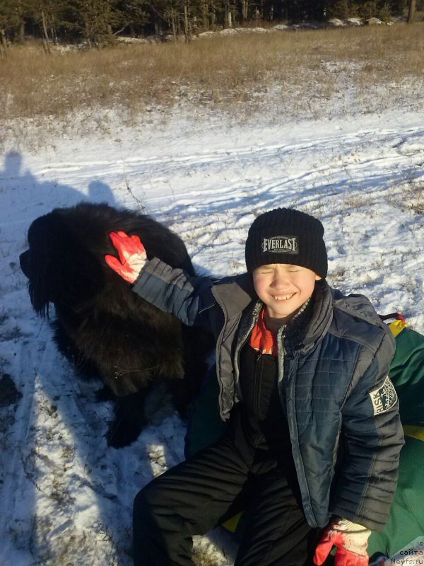 Фото: ньюфаундленд Soul of Rouz Arlin (Соул оф Роуз Арлин)