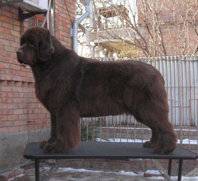 Фото: ньюфаундленд Joka Ona s Berega Dona (Ёка Она с Берега Дона)