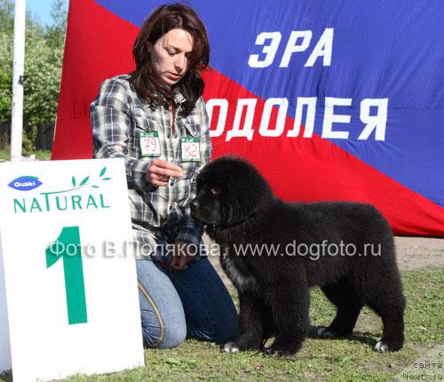 Фото: ньюфаундленд Piternyuf Zhizn' Horosha (Питерньюф Жизнь Хороша)