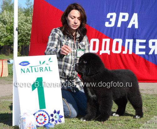 Фото: ньюфаундленд Piternyuf Zhizn' Horosha (Питерньюф Жизнь Хороша)