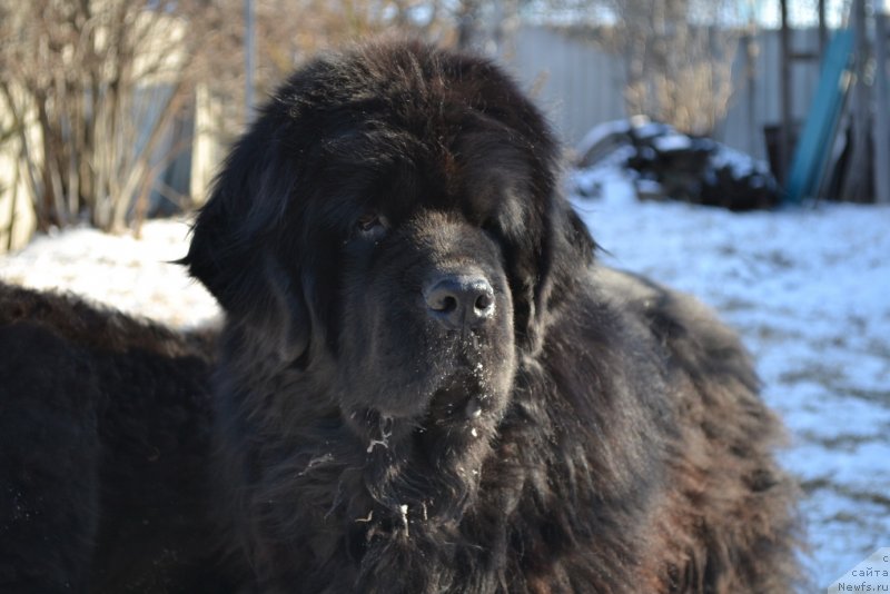 Фото: ньюфаундленд Super Premium Ameliya YEkshen (Супер Премиум Амелия Экшен)