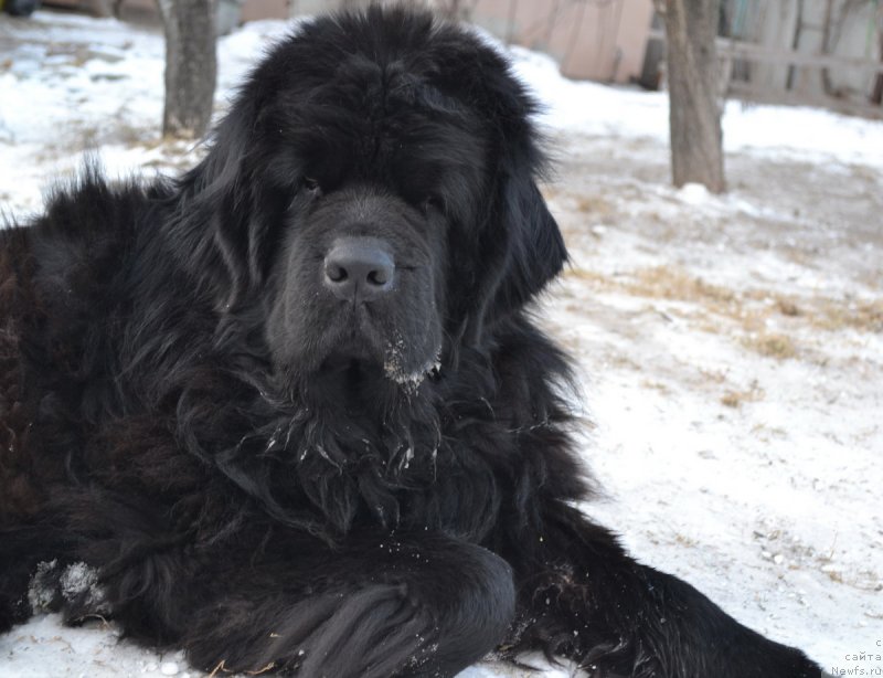 Фото: ньюфаундленд Super Premium Ameliya YEkshen (Супер Премиум Амелия Экшен)