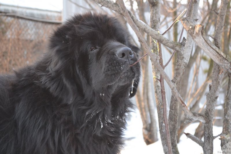 Фото: ньюфаундленд Super Premium Ameliya YEkshen (Супер Премиум Амелия Экшен)