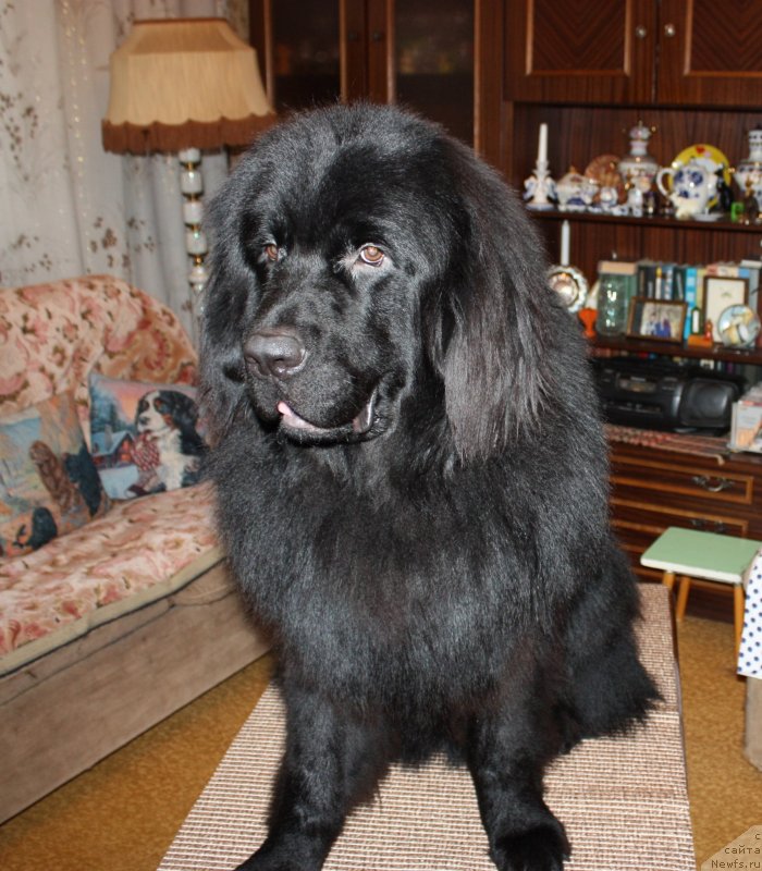 Фото: ньюфаундленд Soul of Rouz Alister (Соул оф Роуз Алистер)