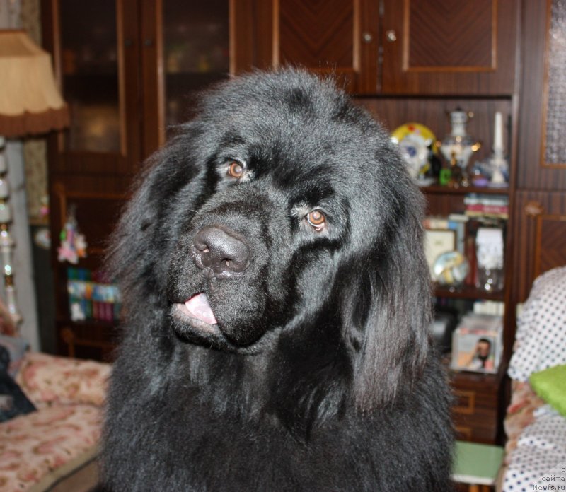 Фото: ньюфаундленд Soul of Rouz Alister (Соул оф Роуз Алистер)