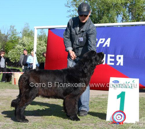 Фото: ньюфаундленд Plushevaya Panda King of Helluland (Плюшевая Панда Кинг Оф Хеллуланд)