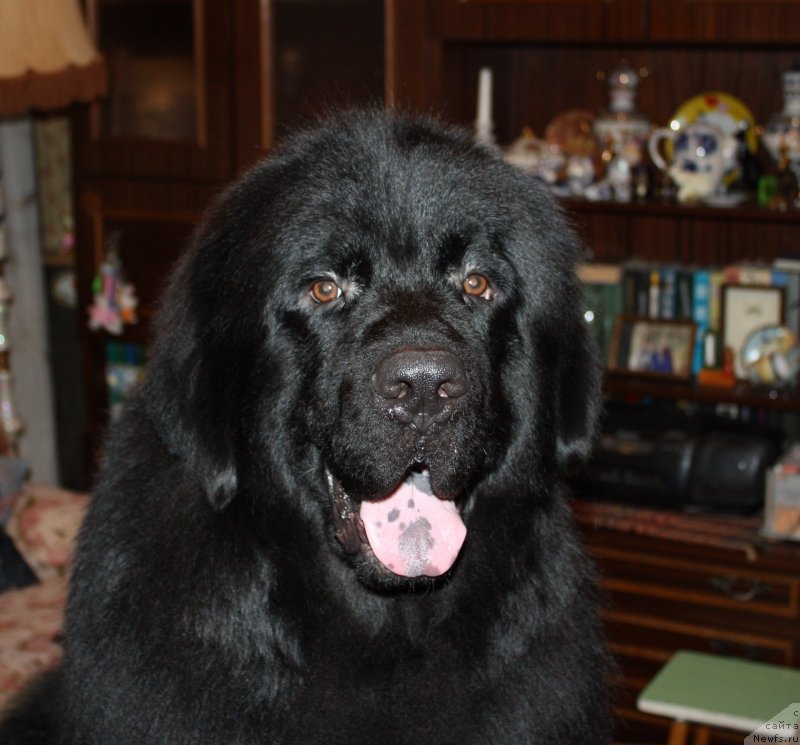 Фото: ньюфаундленд Soul of Rouz Alister (Соул оф Роуз Алистер)