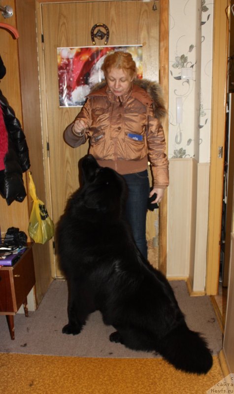 Фото: ньюфаундленд Soul of Rouz Alister (Соул оф Роуз Алистер)