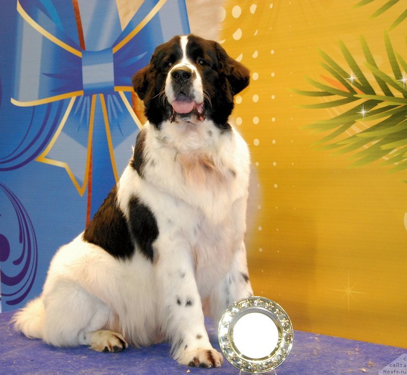 Фото: ньюфаундленд H'yugo Boss iz Unikal'noy Kollekcii (Хьюго Босс из Уникальной Коллекции)