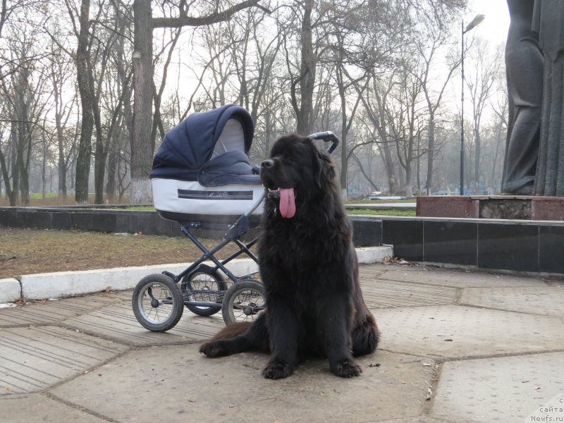 Фото: ньюфаундленд Schastlivyj Sluchay Kara Deniz (Счастливый Случай Кара Дениз)