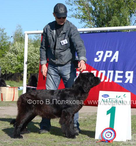 Фото: ньюфаундленд Plyushevaya Panda Ko-Ko SHanyel' (Плюшевая Панда Ко-Ко Шанэль)