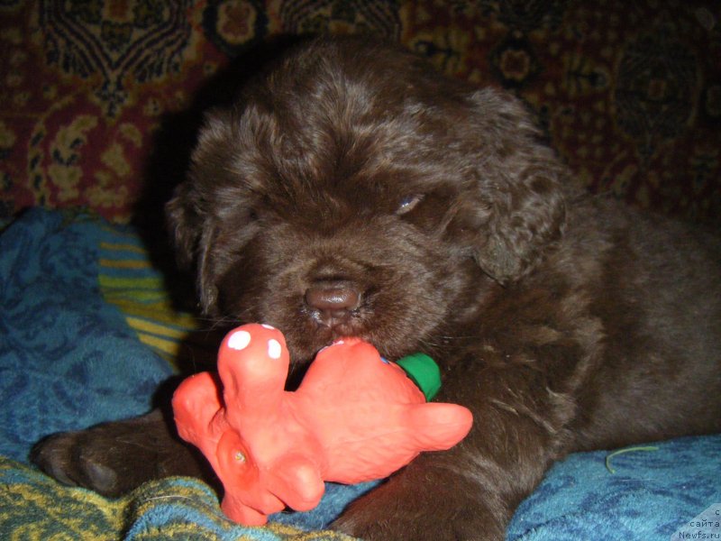 Фото: Щенок, ньюфаундленд Oktjabrina s Berega Dona (Октябрина с Берега Дона), и, ньюфаундленд Imperator iz Tsarstva Medvedey (Император из Царства Медведей)