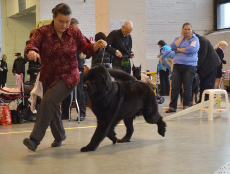 Фото: ньюфаундленд Potryasayuschaya Klimentina (Потрясающая Климентина), Darima Achitueva (Дарима Ачитуева)