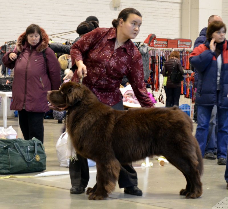 Фото: ньюфаундленд Simvol Roskoshi I Lubvi (Символ Роскоши и Любви), Darima Achitueva (Дарима Ачитуева)