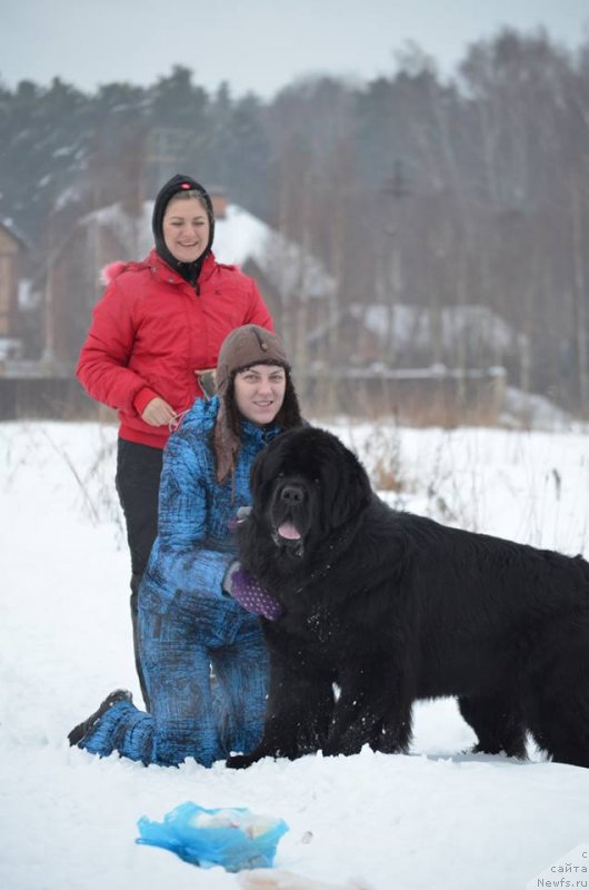 Фото: Elizaveta Safiullina (Елизавета Сафиуллина), Elena Gorbunova (Елена Горбунова), ньюфаундленд Vom Waterfall Land Ay Todor (Вом Ватерфалл Лэнд Ай Тодор)