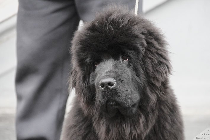 Фото: ньюфаундленд Super Premium Neobyiknovennyiy Naslednik (Супер Премиум Необыкновенный Наследник)