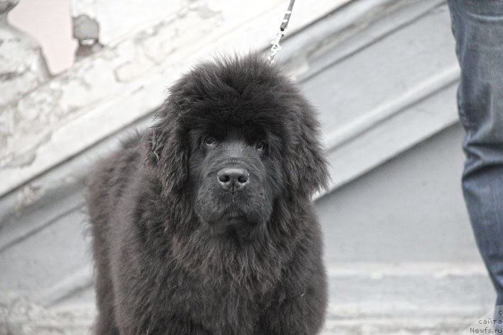 Фото: ньюфаундленд Super Premium Neobyiknovennyiy Naslednik (Супер Премиум Необыкновенный Наследник)