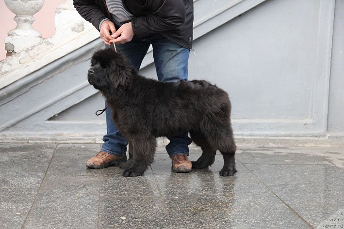 Фото: ньюфаундленд Super Premium Neobyiknovennyiy Naslednik (Супер Премиум Необыкновенный Наследник)