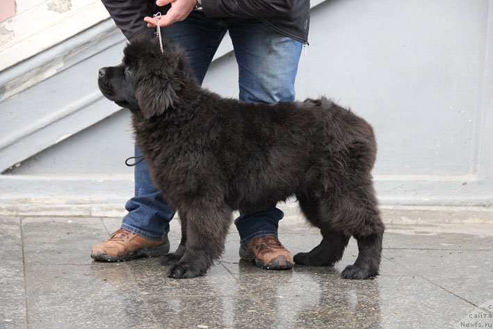 Фото: ньюфаундленд Super Premium Neobyiknovennyiy Naslednik (Супер Премиум Необыкновенный Наследник)