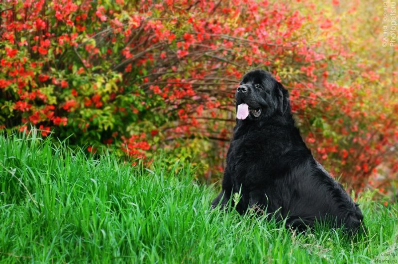 Фото: ньюфаундленд Zagadka Dominika Kara Deniz (Загадка Доминика Кара Дениз)