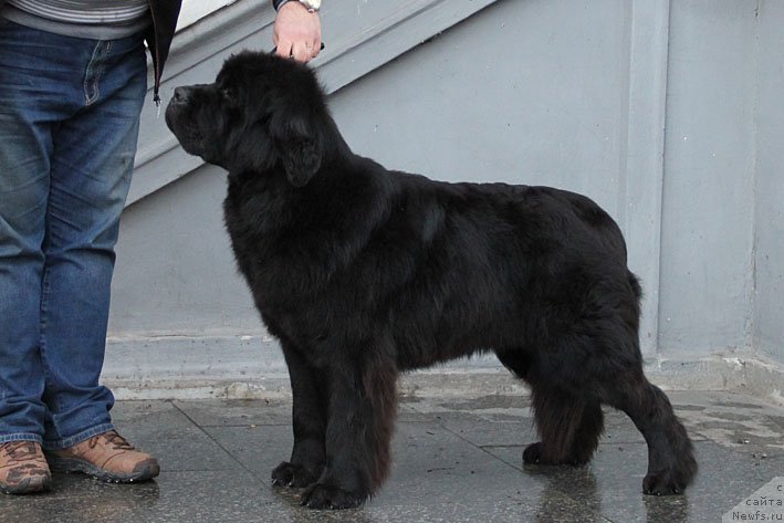 Фото: ньюфаундленд Zvezdnij Dar Afina dlja Berega Dona (Звездный Дар Афина для Берега Дона)