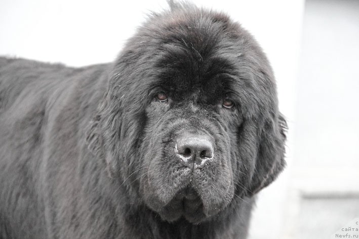 Фото: ньюфаундленд Zvezdnij Dar Afina dlja Berega Dona (Звездный Дар Афина для Берега Дона)