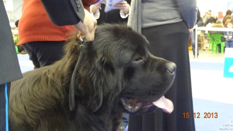 Фото: ньюфаундленд On Aroll Midnight Bear