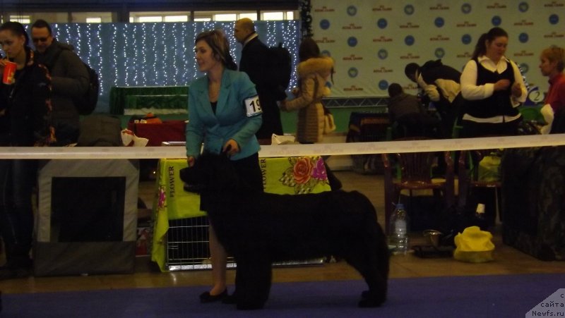 Фото: ньюфаундленд Vanilla Sky Lady Super Mishka, Svetlana Samborskaya (Светлана Самборская)