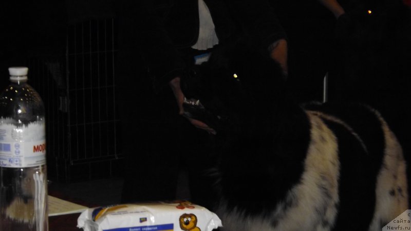 Фото: ньюфаундленд Bella Donna Barbaresco Super Mishka