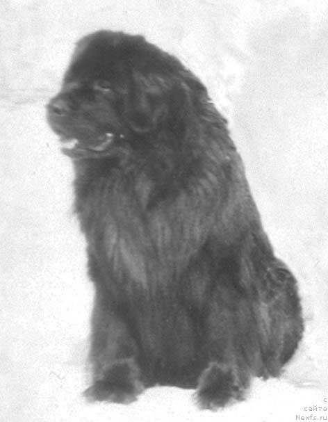 Фото: ньюфаундленд Corn Jashol'd (Цорн Жашольд)