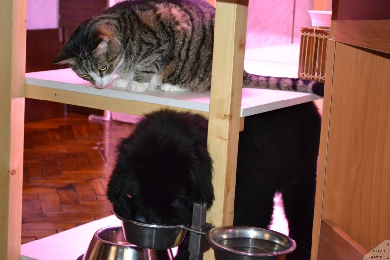 Фото: ньюфаундленд Chernaya Mafia Zoom Into Me (Черная Мафия Зоом Инто Ме)