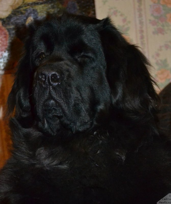 Фото: ньюфаундленд Chernaya Mafia Zoom Into Me (Черная Мафия Зоом Инто Ме)