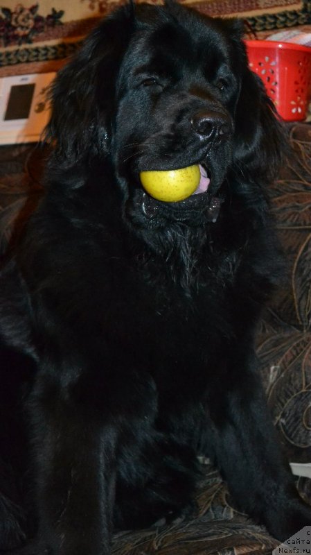 Фотография № 141630