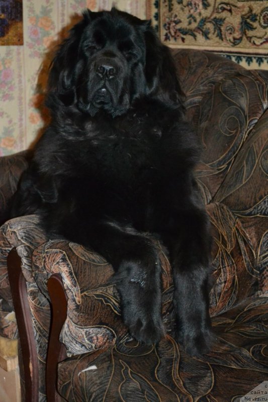 Фото: ньюфаундленд Chernaya Mafia Zoom Into Me (Черная Мафия Зоом Инто Ме)