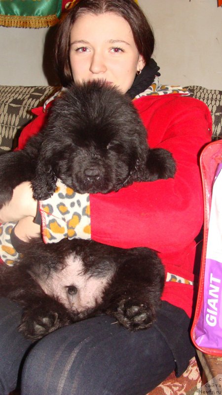 Фото: ньюфаундленд YElbert Maunt iz Antagrada (Элберт Маунт из Антаграда)