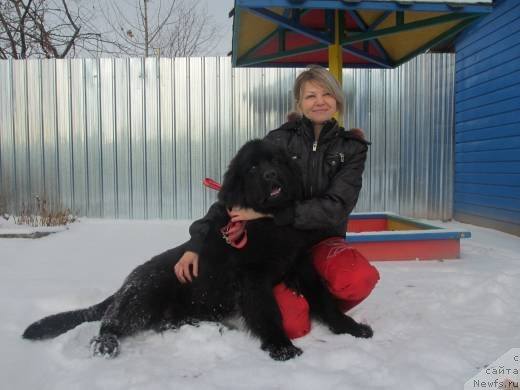 Фото: ньюфаундленд Guest From Ze Future (Гуест Фром Зе Футуре)