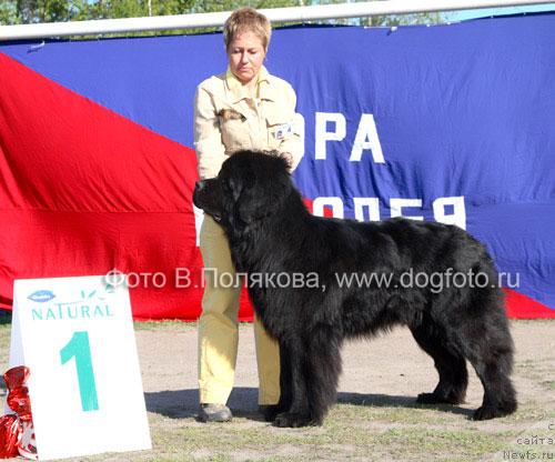 Фото: ньюфаундленд My Big Dream Eyecatcher