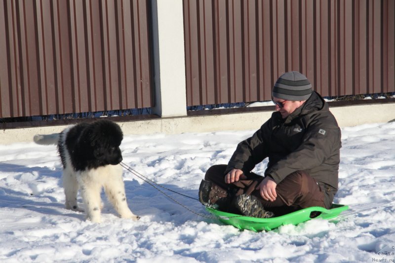 Фото: ньюфаундленд Akvian Song Montana (Аквиан Сонг Монтана)
