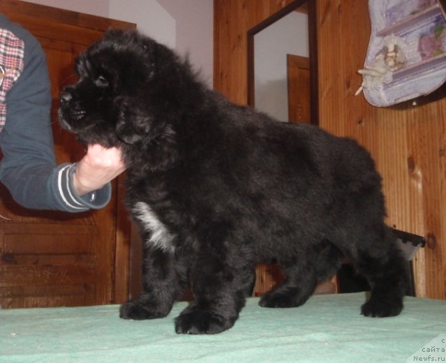 Фото: ньюфаундленд Moon Brook Grace (Моон Броок Грасе)