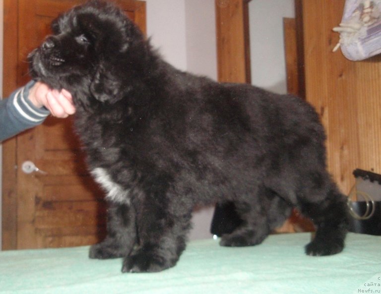 Фото: дочь, ньюфаундленд Krasota Nezemnaya s Berega Dona (Красота Неземная с Берега Дона)