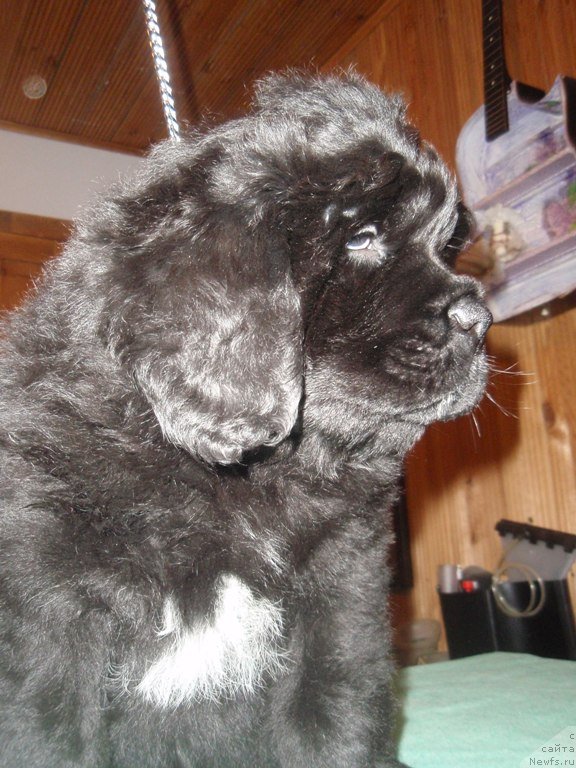 Фото: ньюфаундленд Moon Brook Grace (Моон Броок Грасе)