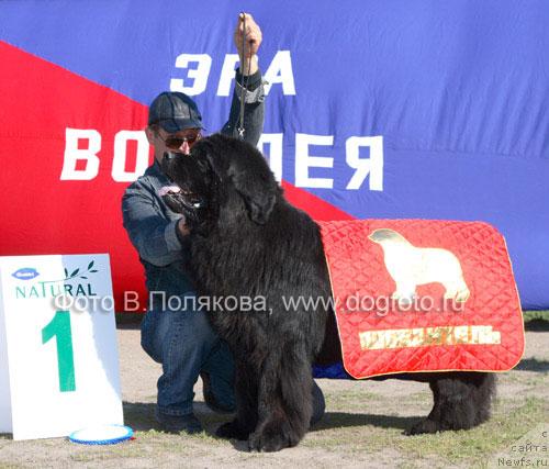 Фото: ньюфаундленд Plushevaya Panda Borislav (Плюшевая Панда Борислав)