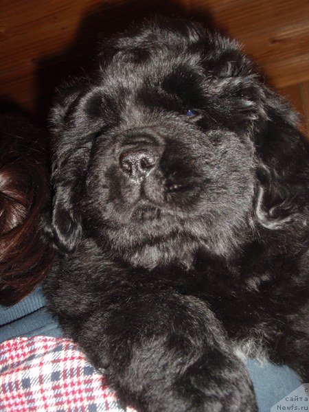 Фото: дочь, ньюфаундленд Krasota Nezemnaya s Berega Dona (Красота Неземная с Берега Дона)