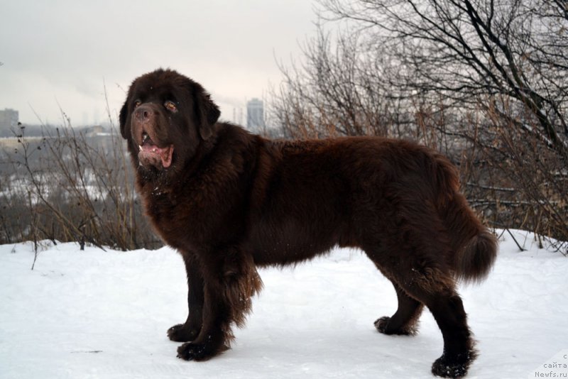 Фото: ньюфаундленд Charmer Denkam Bronze (Чармер Денкам Бронз)
