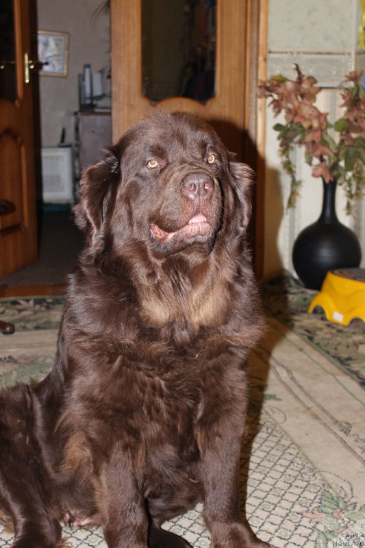 Фото: ньюфаундленд Velikiy Medved' Kameliya (Великий Медведь Камелия)