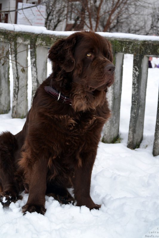 Фото: ньюфаундленд Velikiy Medved' Kameliya (Великий Медведь Камелия)