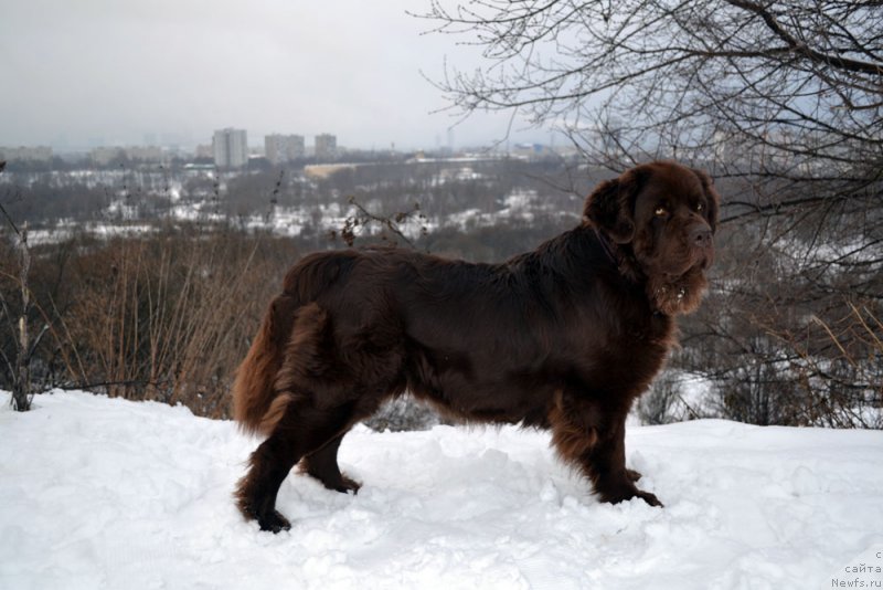 Фото: ньюфаундленд Velikiy Medved' Kameliya (Великий Медведь Камелия)